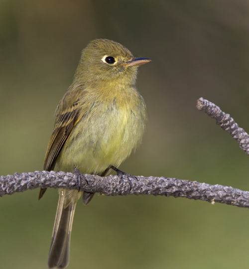 Locations - Arizona Birding Tours - Your Guide to Arizona Birds